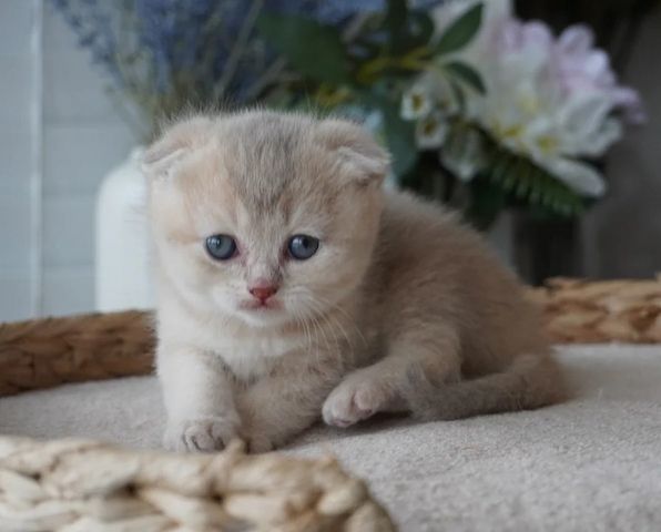 Munchkin-Kätzchen ✨