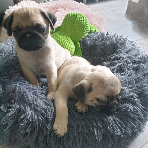 Mops welpen zu verkaufen