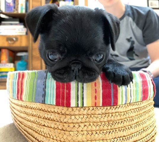 Mops welpen zu verkaufen