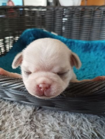 Retromops Welpen frei atmend, mit Stammbaum zuchen ein neues Zuhause