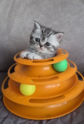 Bkh britisch kurzhaar kitten mix