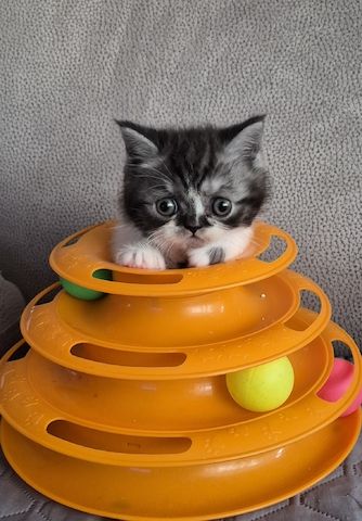 Bkh britisch kurzhaar kitten mix