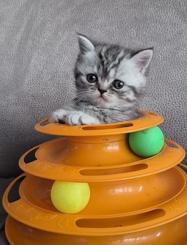 Bkh britisch kurzhaar kitten mix