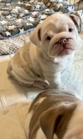 Englische Bulldoggen ,reinrassig, liebevoll aufgezogen
