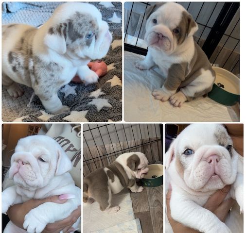 Englische Bulldoggen-Welpen.