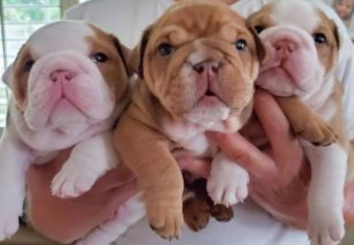 Englische Bulldoggen suchen ein neues Zuhause!
