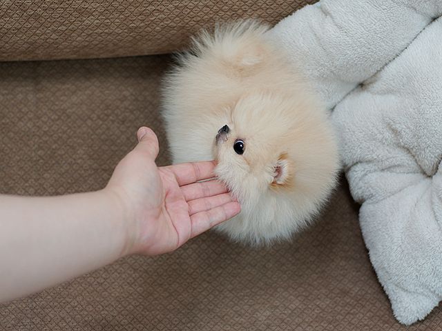 Flauschige Pomeranian Welpen.