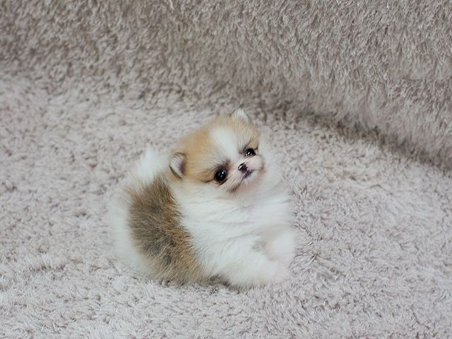 MINI Pomeranian Spitz Boo Welpe