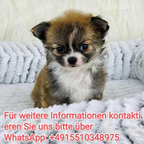 Bezaubernde Chihuahuawelpe