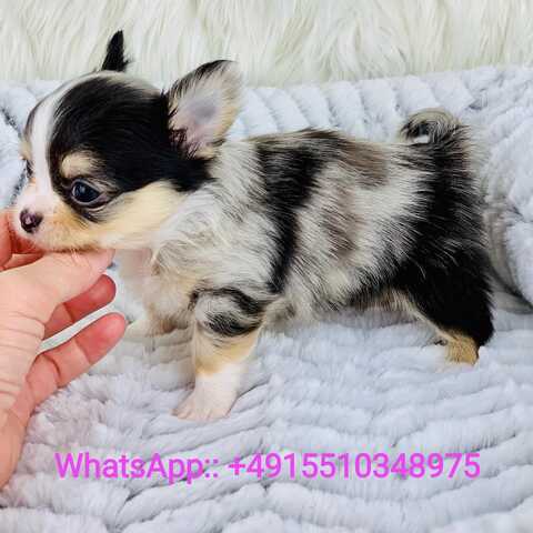 MINI CHIHUAHUA WELPE MIT PAPIERE