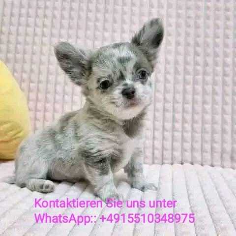 Chihuahua-Welpe für Ihre Familie