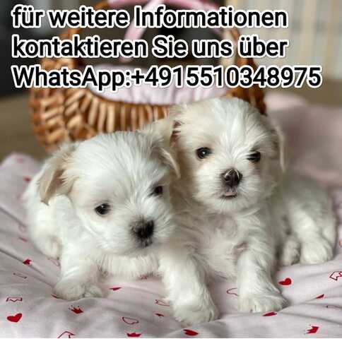 Mini Malteser-WHATSAPP:+4915510348975