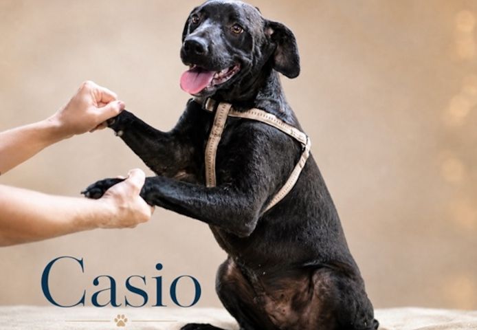 Casio - fröhlicher Bursche