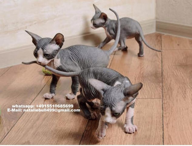 Schöne Sphynx-Kätzchen