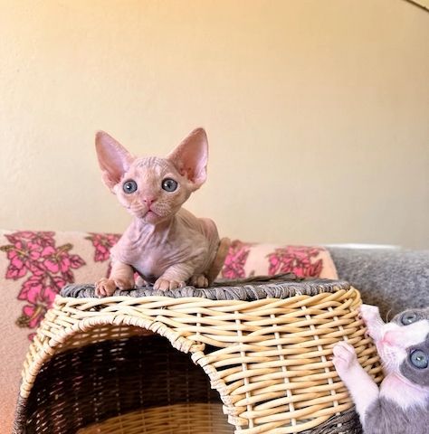 Wunderschöne Devon Rex-Kätzchen