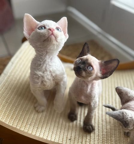 Wunderschöne Devon Rex-Kätzchen