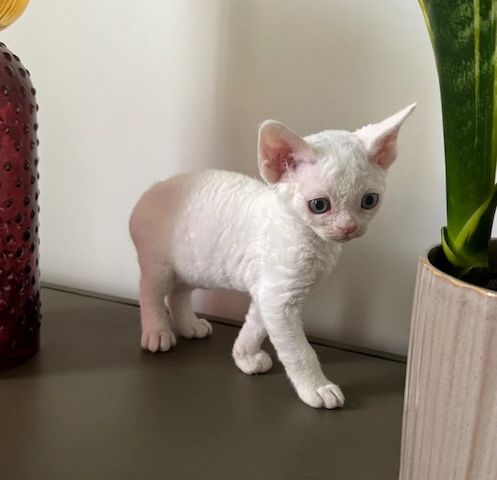 Wunderschöne Devon Rex-Kätzchen