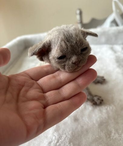 Devon Rex Kätzchen
