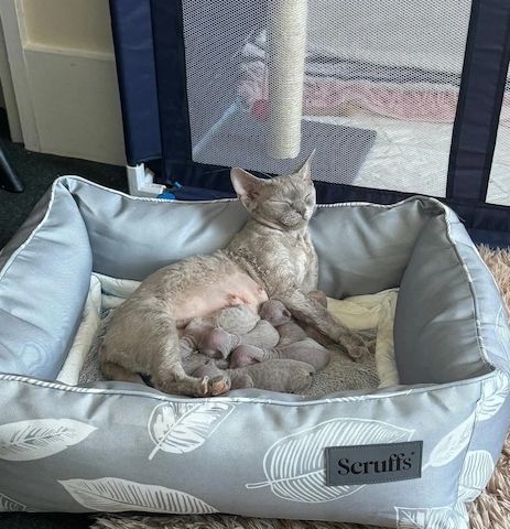 Devon Rex-Kätzchen zu verkaufen