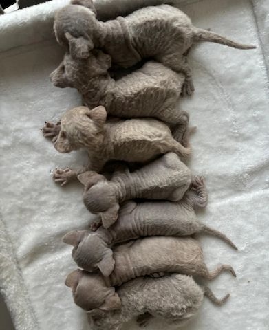 Devon Rex-Kätzchen