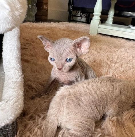 3 Devon Rex-Kätzchen