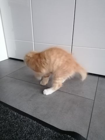 Roter Katzenjunge