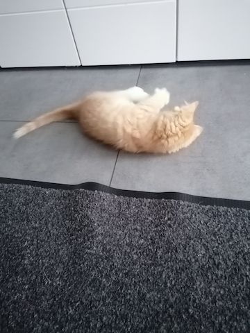 Roter Katzenjunge