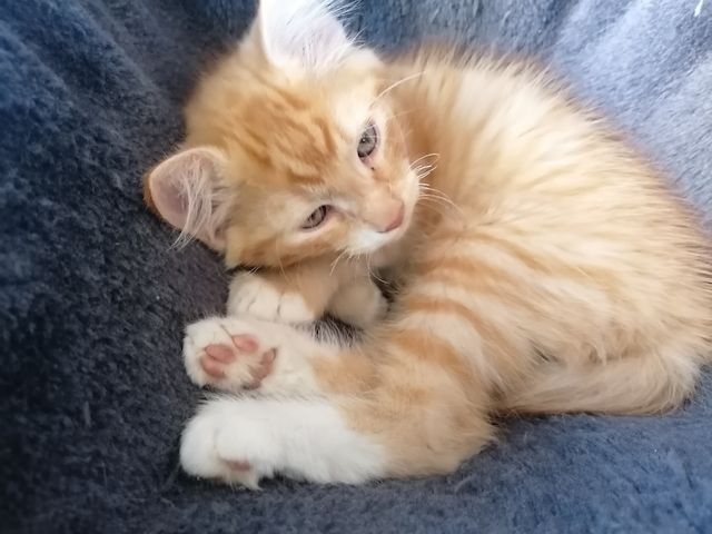 Roter Katzenjunge
