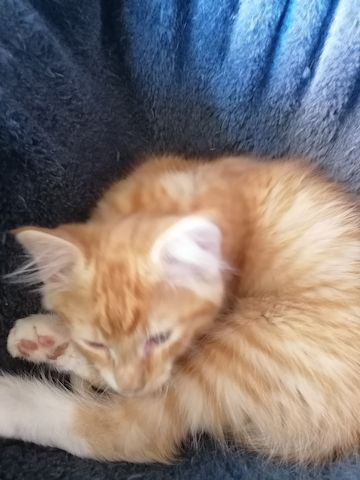 Roter Katzenjunge