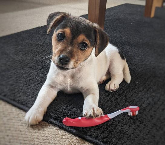Jack-Russell-Welpen zu verkaufen.