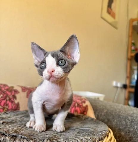 Devon Rex-Kätzchen suchen ein liebevolles Zuhause