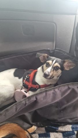 Kleine jack russel- Chihuahua hündin