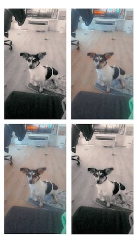 Kleine jack russel- Chihuahua hündin