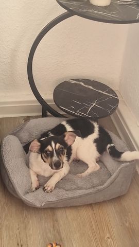 Kleine jack russel- Chihuahua hündin