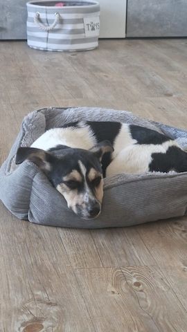 Kleine jack russel- Chihuahua hündin