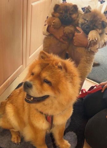 Chow-Chow-Welpen zu vermitteln