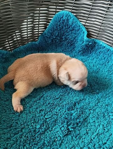 Retromops Welpen, frei atmend, mit Stammbaum, suchen ein neues Zuhause