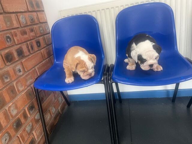 Englische Bulldoggen-Welpen, abgabebereit