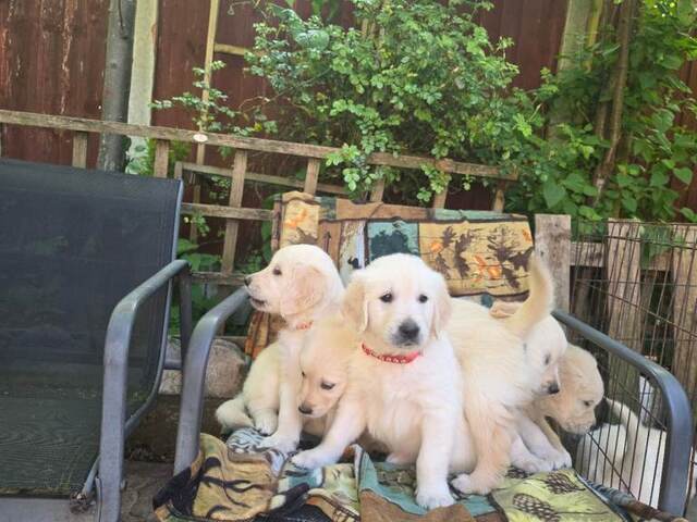 Wunderschöne Golden-Retriever-Welpen, ab sofort abgabebereit!
