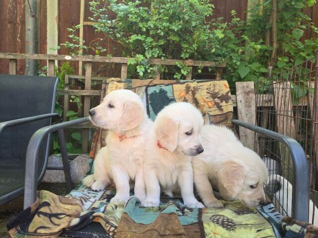 Wunderschöne Golden-Retriever-Welpen, ab sofort abgabebereit!