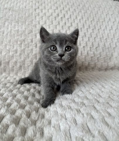 BKH Kitten