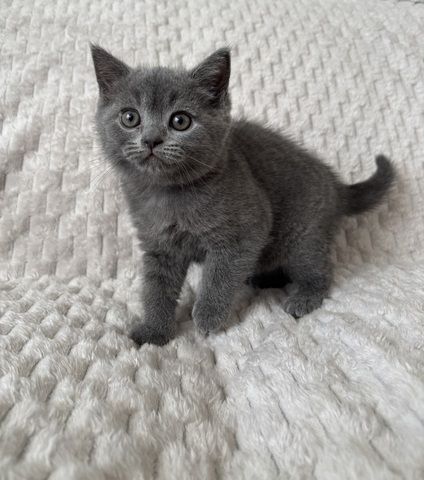 BKH Kitten