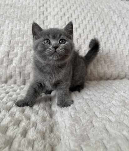 BKH Kitten