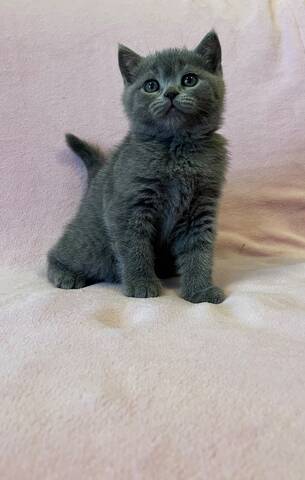 BKH Kitten