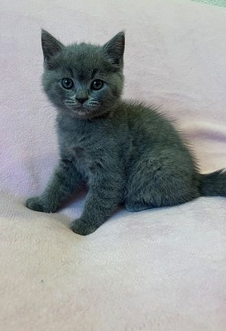 BKH Kitten