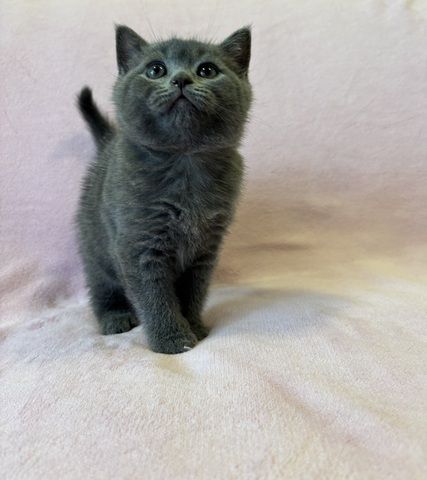 BKH Kitten
