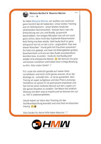 Professionelles Hundetraining via Video oder Persönlich