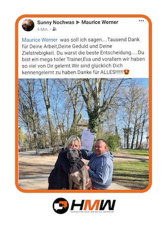 Professionelles Hundetraining via Video oder Persönlich