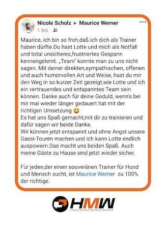 Professionelles Hundetraining via Video oder Persönlich