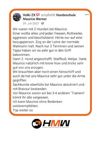 Professionelles Hundetraining via Video oder Persönlich